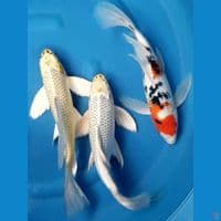 KUMPAY 3 EKOR 35 CM