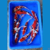 kohaku sanke super red 30-35cm 10ekor