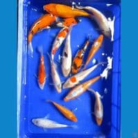 Paket Mix 15 Ekor
