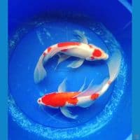 kohaku kumpay gondrong 35cm