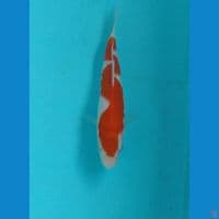 inazuma 12cm