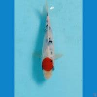 tancho sanke 15cm