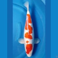 KOHAKU 43 CM