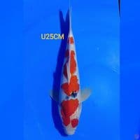 SANKE U25CM