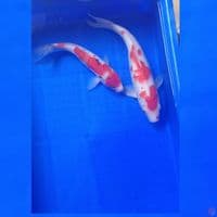 KOHAKU SANKE 25-31CM