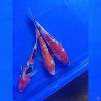 TRIO SHOWA 20-21CM