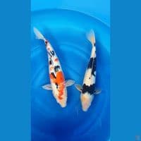Sanke, Shiro Jumbo 55BU