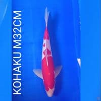 KOHAKU M32CM