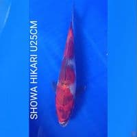 SHOWA HIKARI U25CM