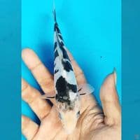 DOITSU SHIRO 17CM