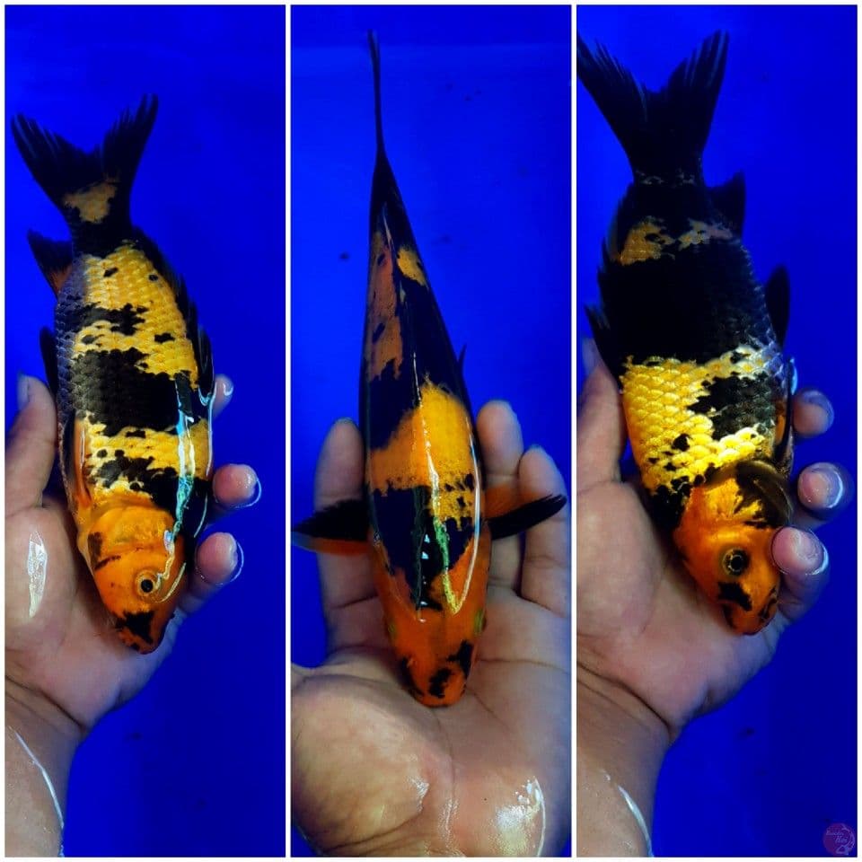 Utsuri 25 cm