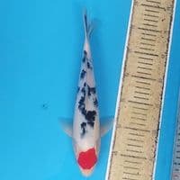 Tancho Sanke ~30 M