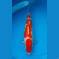 Kohaku