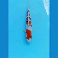 Sanke 19cm
