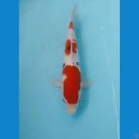 sanke 25cm