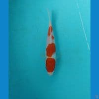kohaku 18cm
