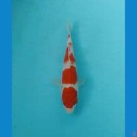kohaku 18cm