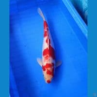 45bu kohaku merah strong
