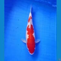 Kohaku nidan merah pekat 32cm