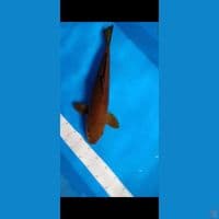 Cagoi tembaga jantan 56cm up