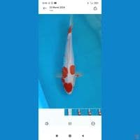 kohaku doitsu 38cm betina