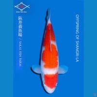 Kohaku import sakai 