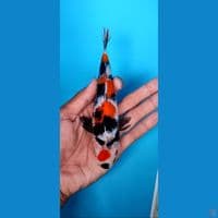 maruten showa SQ 17 cm