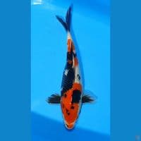 SHOWA 38 CM FEMALE