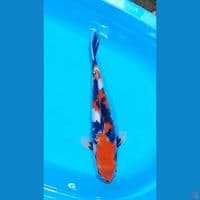 SHOWA 42 CM