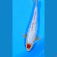 TANCHO KOHAKU 33 CM