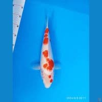 Kohaku AKF  bersih pol ori  36cm