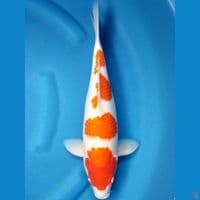 HQ KOHAKU 38 CM