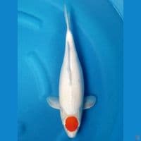 HQ TANCHO 39 CM
