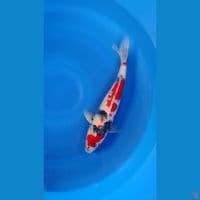 KINDAI SHOWA GOOD SKIN - 38Cm/Male