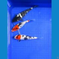 Showa Shiro Gindrin 19/20/21Cm