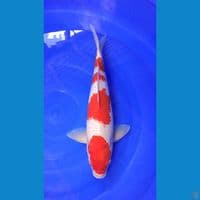 KOHAKU 36cm