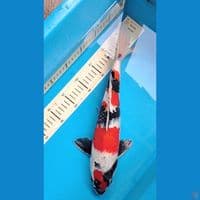 SHOWA 37cm