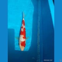 kohaku Ginrin 28cm 