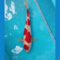 kohaku 30cm Jantan