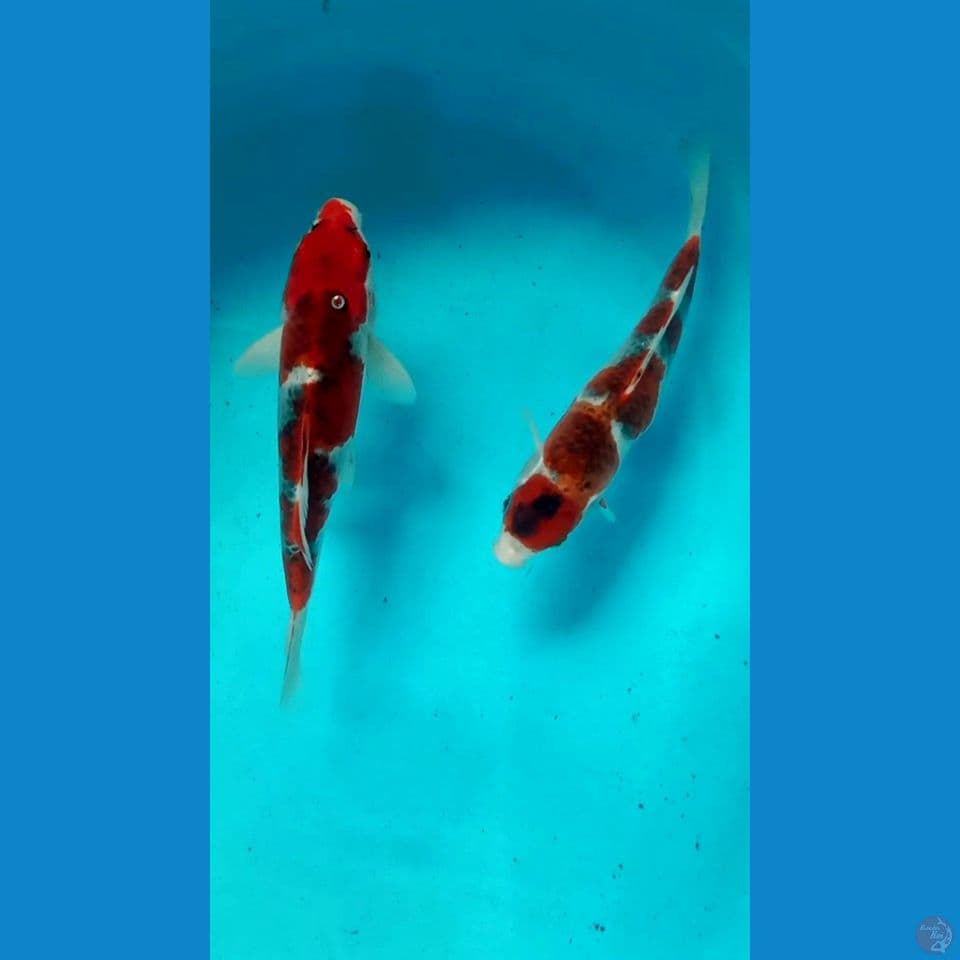 Goromo