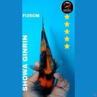 showa GINRIN 25cm