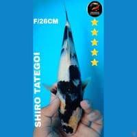 shiro 26cm