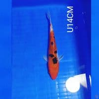 DOITSU SANKE U14CM
