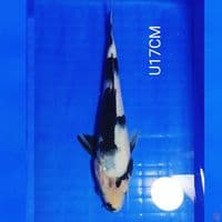 SHIRO HQ U14CM