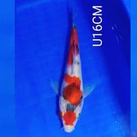 TATEGOI SHOWA U16CM
