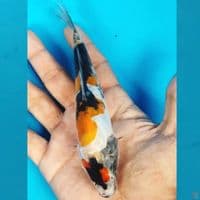 DOITSU SHOWA 16CM