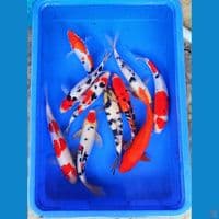 mix grade A 10ekor 25-30cm