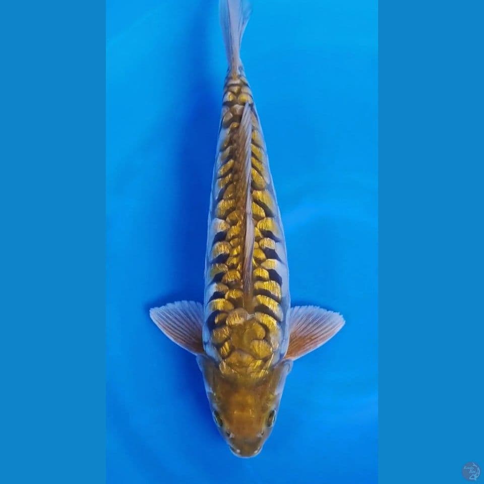 golden aragoke ginrin 40cm