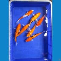 Paket 7 Ekor Doitsu 24 - 25 Cm