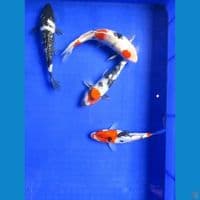 Paket 4 Ekor 19 - 23 Cm